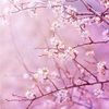 jasmin579